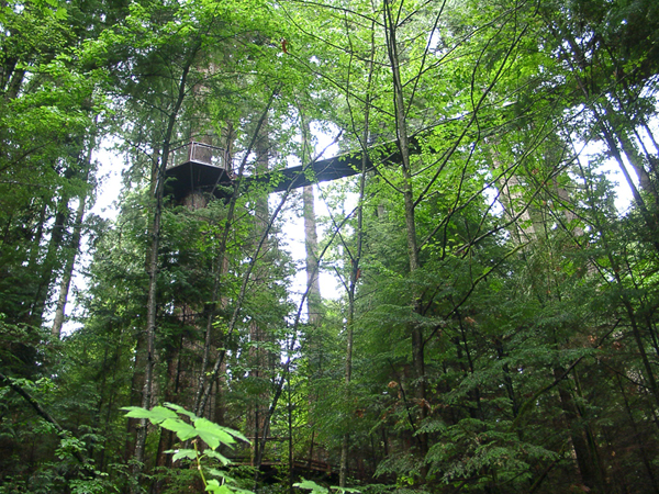 Treetops Adventure